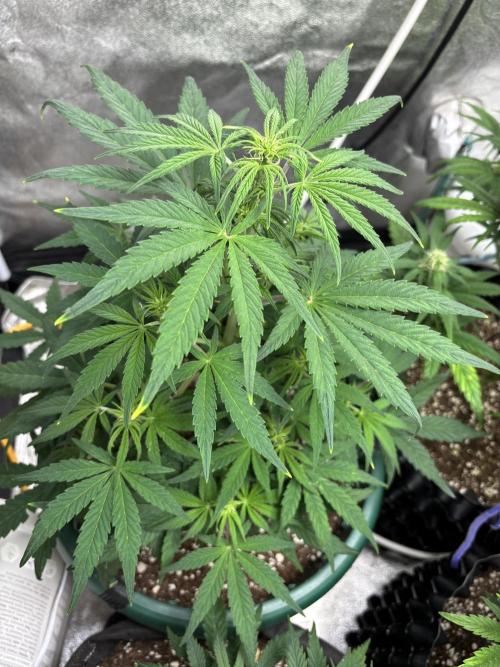 OSS autoflower show. Week 6