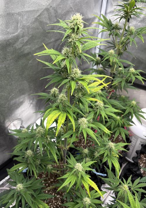 OSS autoflower show. Week 6