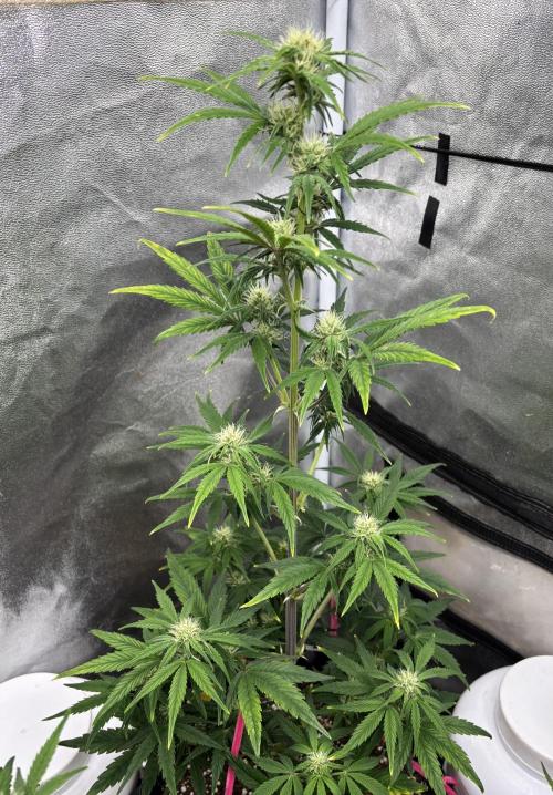 OSS autoflower show. Week 6