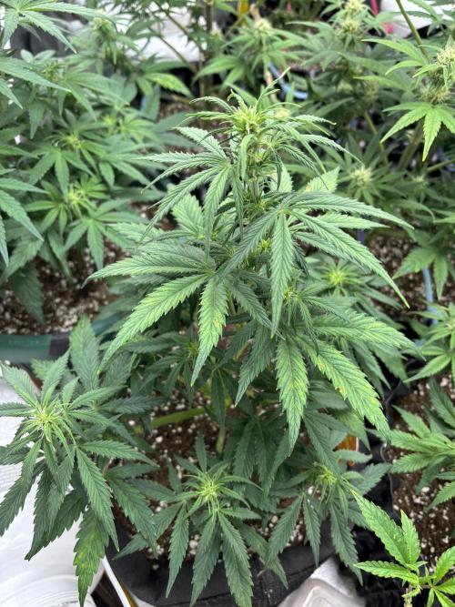 OSS autoflower show. Week 6
