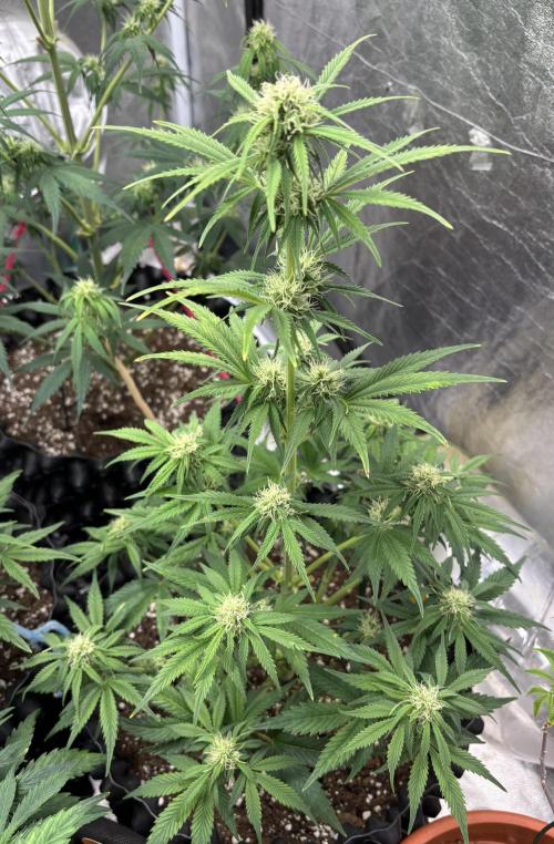 OSS autoflower show. Week 6