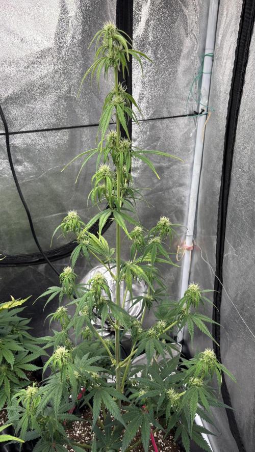 OSS autoflower show. Week 6