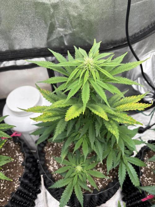 OSS autoflower show. Week 6