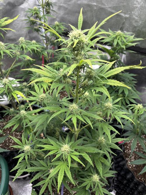 OSS autoflower show. Week 6