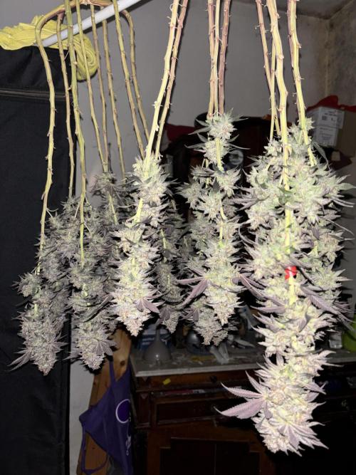Papayton. Week 17