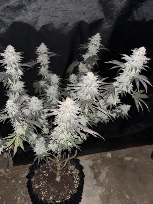 Lemon Cherry Gelato. Week 17