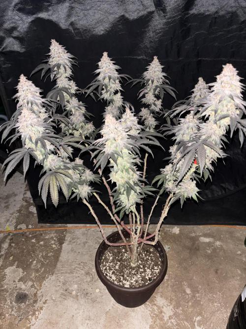 Lemon Cherry Gelato. Week 17
