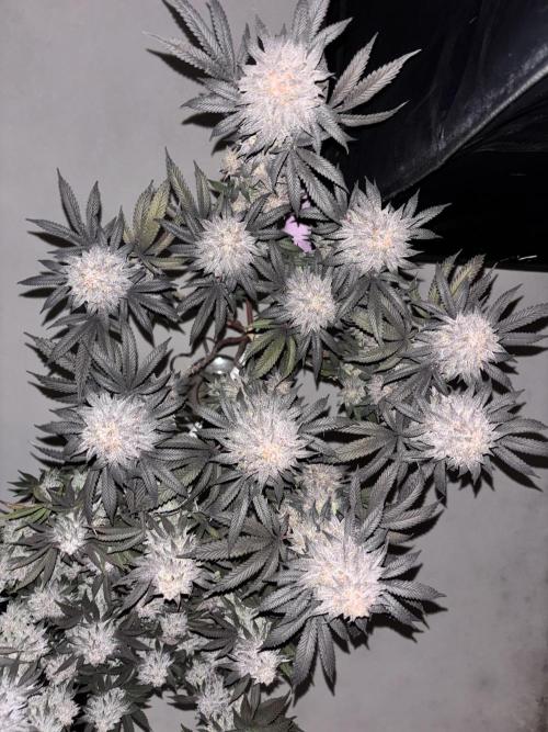 Lemon Cherry Gelato. Week 17
