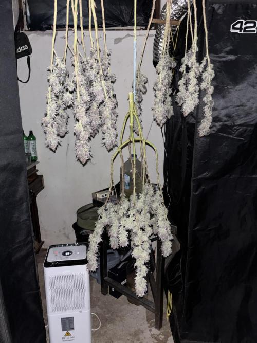 Lemon Cherry Gelato. Week 17