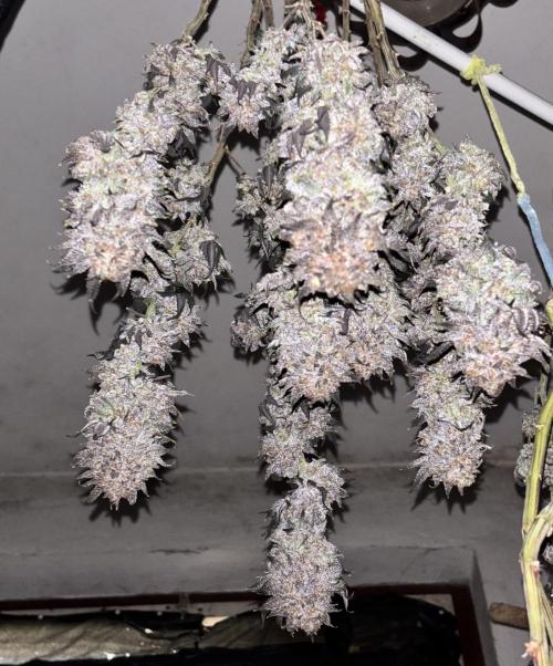 Lemon Cherry Gelato. Week 17