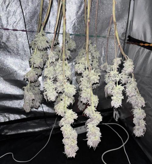 Lemon Cherry Gelato. Week 17