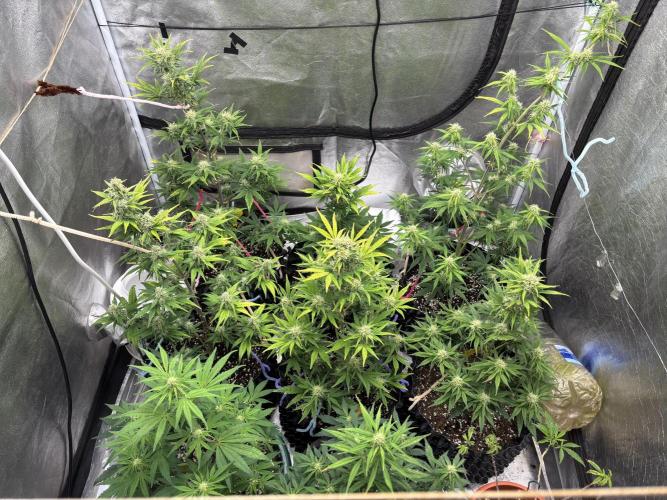 OSS autoflower show. Week 7