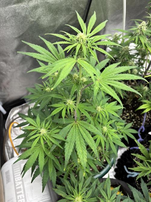 OSS autoflower show. Week 7