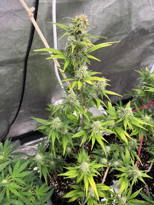 OSS autoflower show. Week 7