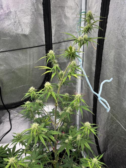 OSS autoflower show. Week 7
