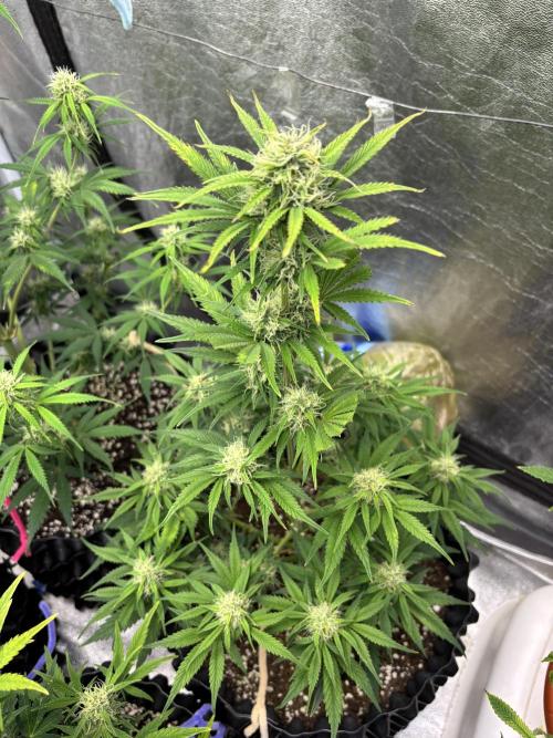 OSS autoflower show. Week 7