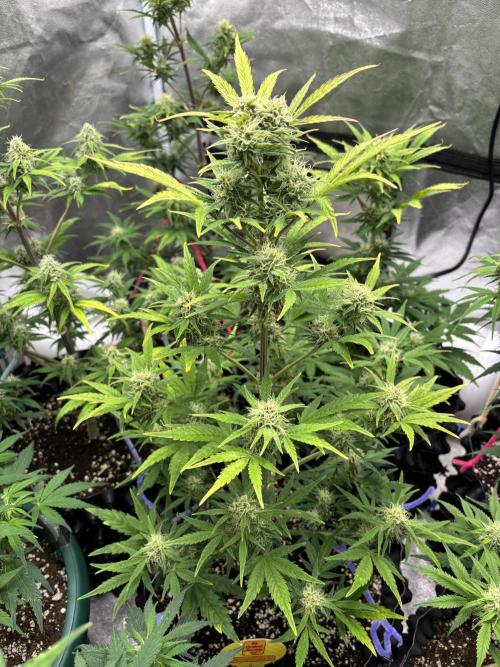 OSS autoflower show. Week 7