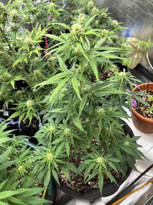 OSS autoflower show. Week 7