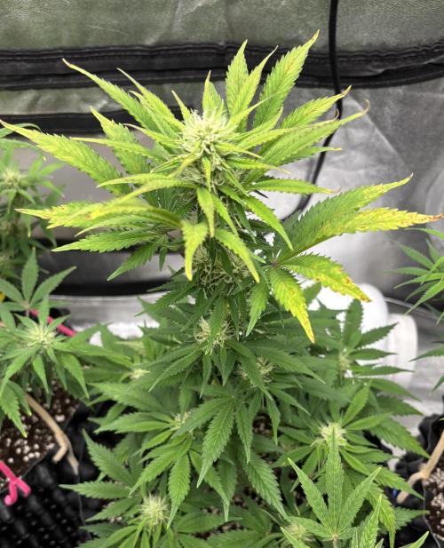 OSS autoflower show. Week 7