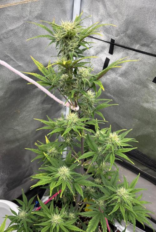 OSS autoflower show. Week 7