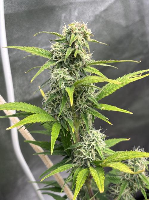 OSS autoflower show. Week 7