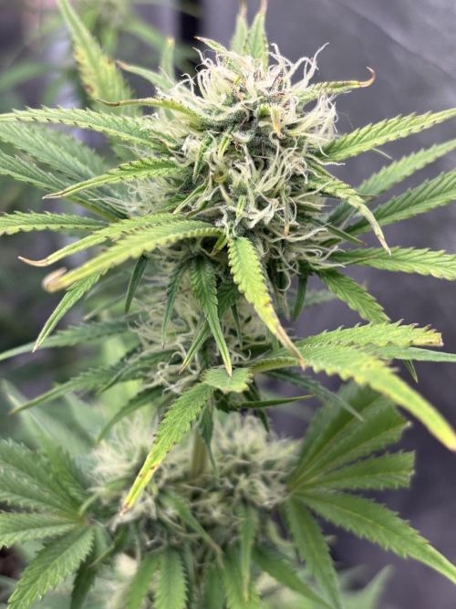 OSS autoflower show. Week 7