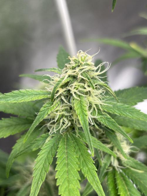 OSS autoflower show. Week 7