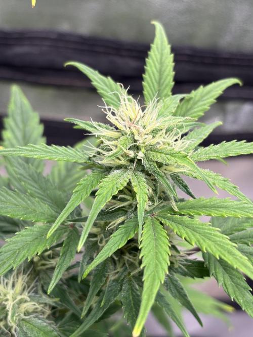 OSS autoflower show. Week 7