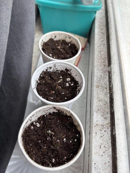 Biscotti Gelato. Week 0 - Lets drill😎