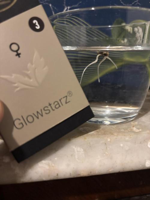 Glowstarz. Week 0