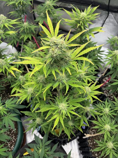 OSS autoflower show. Week 8
