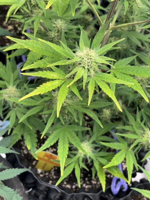 OSS autoflower show. Week 8