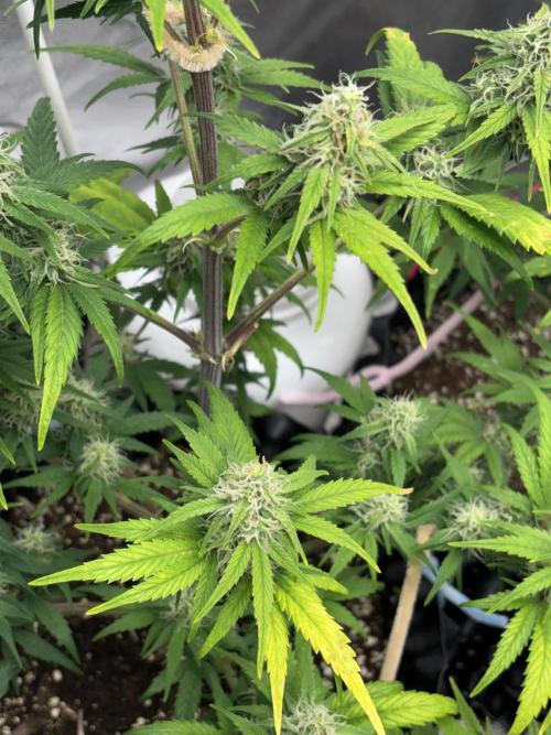 OSS autoflower show. Week 8