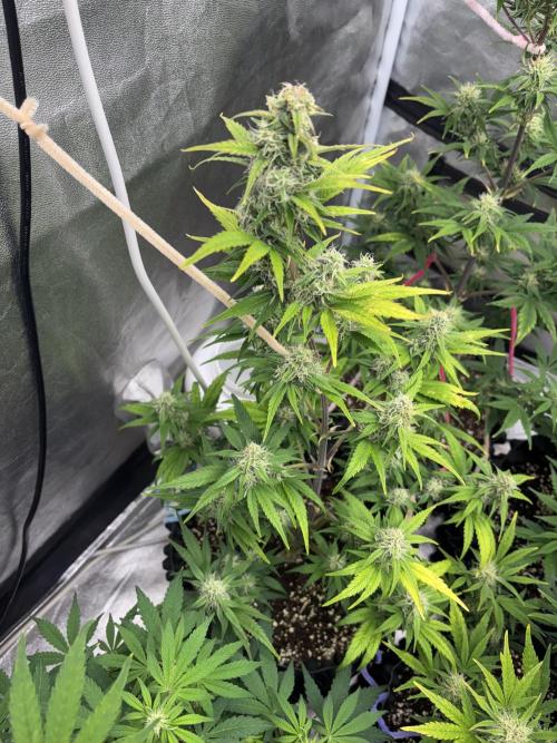 OSS autoflower show. Week 8