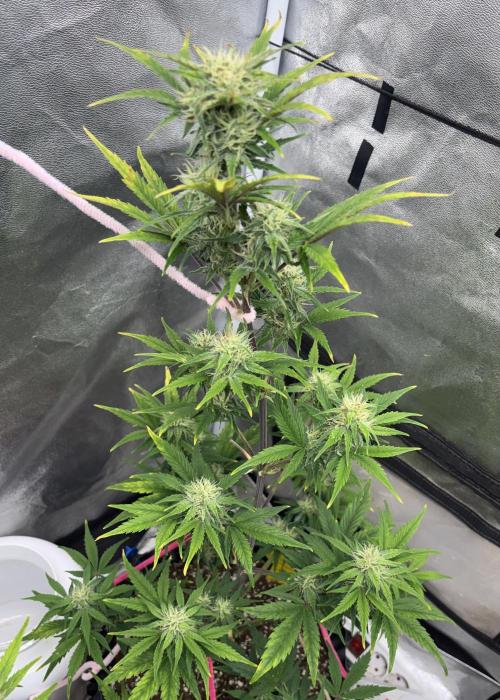 OSS autoflower show. Week 8