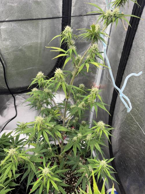 OSS autoflower show. Week 8