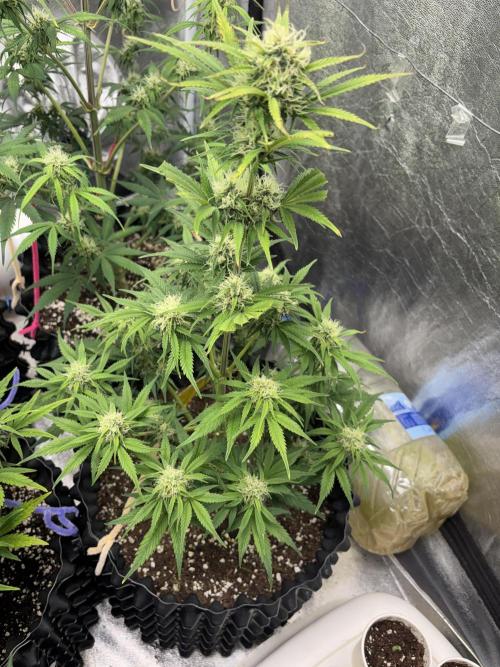 OSS autoflower show. Week 8