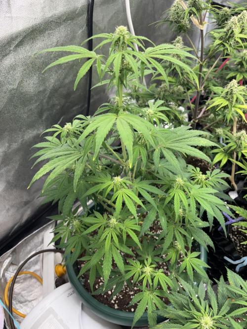 OSS autoflower show. Week 8