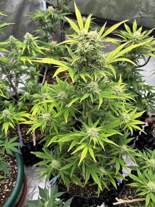 OSS autoflower show. Week 8