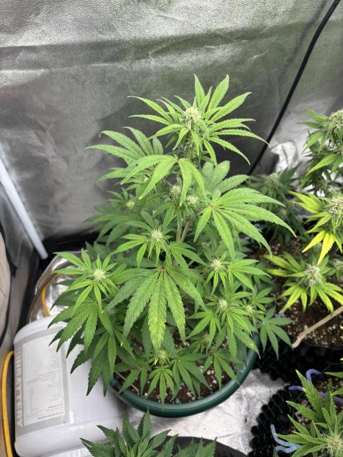 OSS autoflower show. Week 8