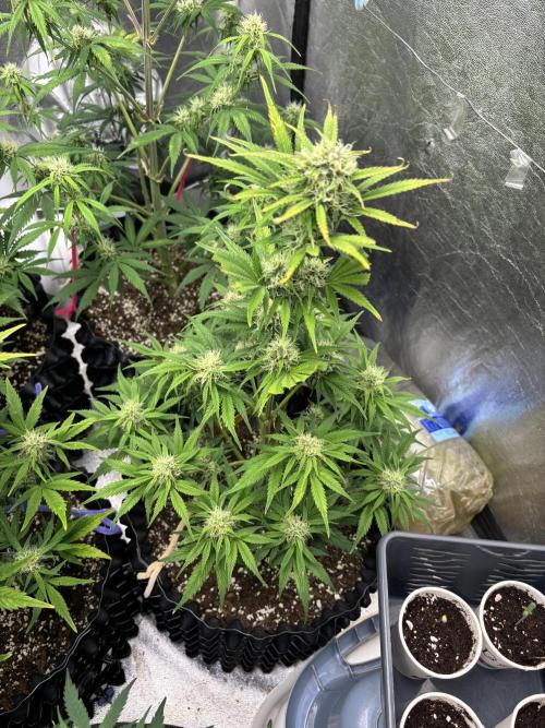 OSS autoflower show. Week 8