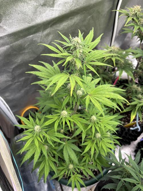 OSS autoflower show. Week 9
