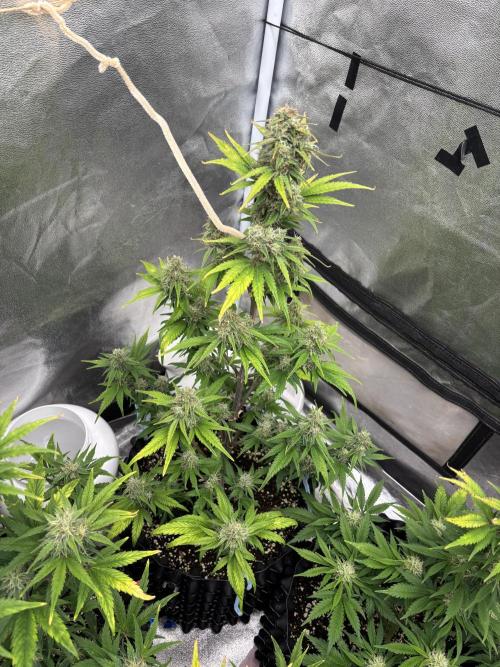 OSS autoflower show. Week 9