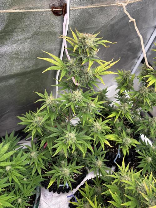 OSS autoflower show. Week 9