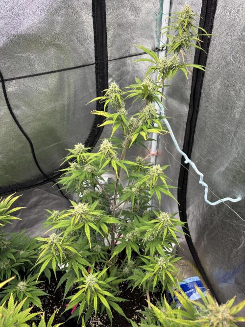OSS autoflower show. Week 9