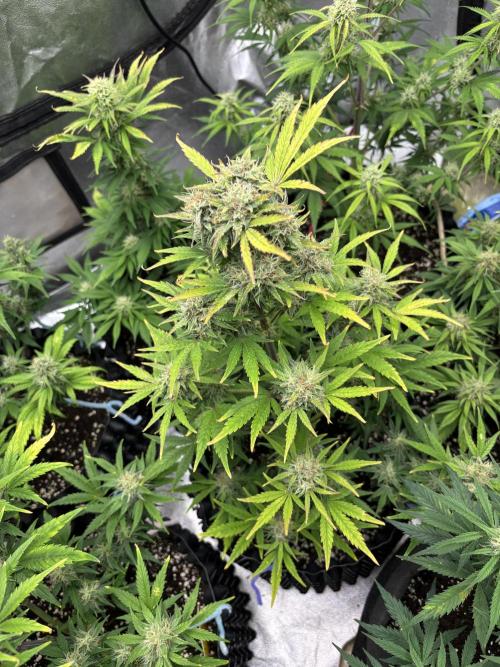 OSS autoflower show. Week 9