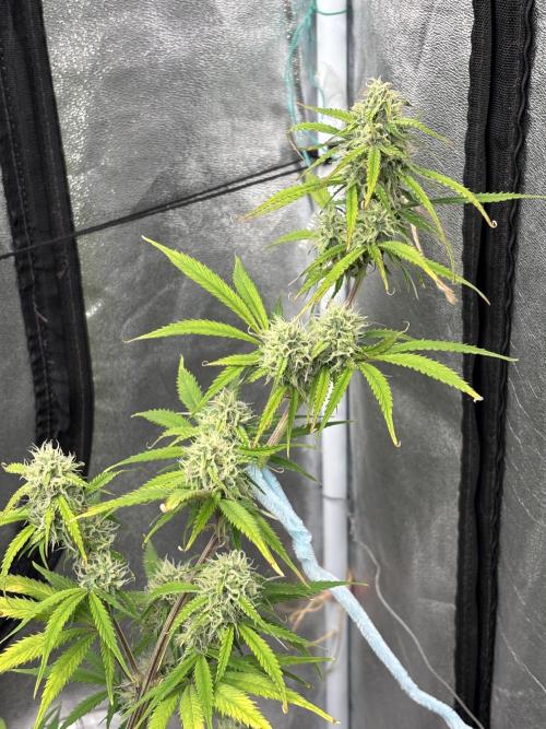 OSS autoflower show. Week 9