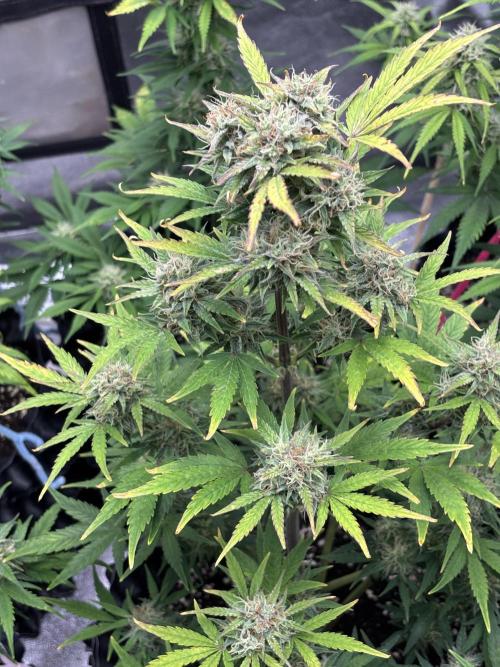 OSS autoflower show. Week 9