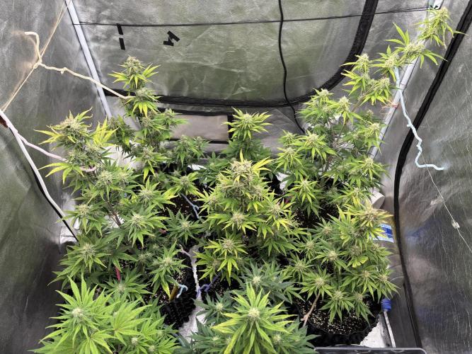 OSS autoflower show. Week 9