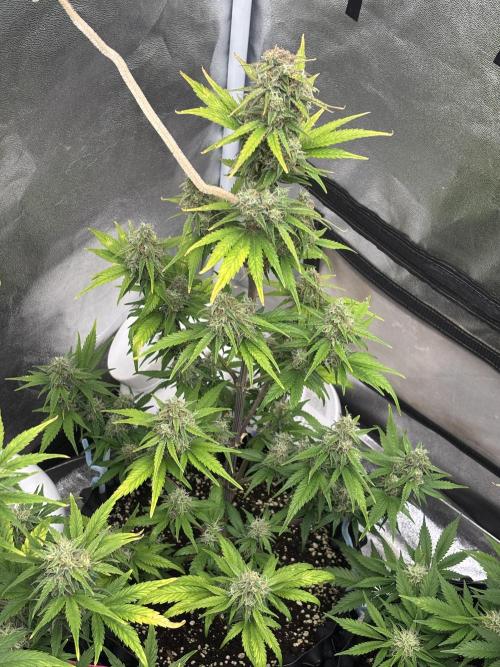 OSS autoflower show. Week 9